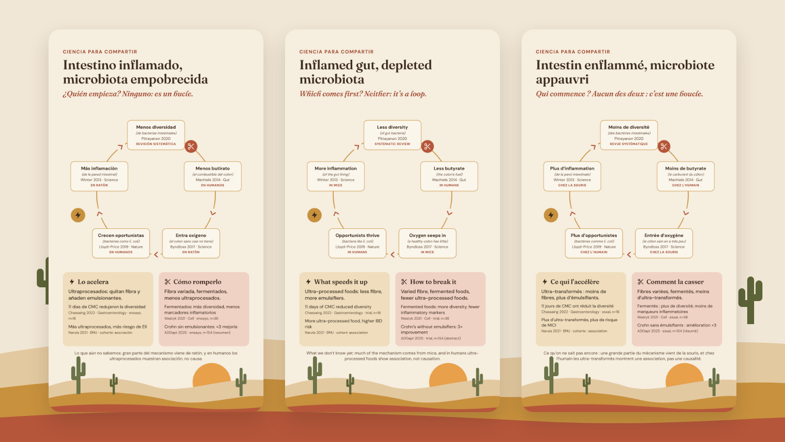 Las stories en español, inglés y francés: Intestino inflamado, microbiota empobrecida / Inflamed gut, depleted microbiota / Intestin enflammé, microbiote appauvri